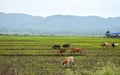 Group of healthy beautiful cows grazing fresh grass on the fields Royalty Free Stock Photo