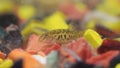 Guntea loach or Lepidocephalichthys guntea inside the aquarium. Royalty Free Stock Photo