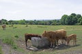 Cattle and a feeding calf, in Felkirk, South Hiendley, Wakefield, West Yorkshire. Royalty Free Stock Photo