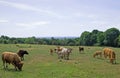 Bull and cattle in Felkirk, South Hiendley, Wakefield, West Yorkshire. Royalty Free Stock Photo