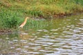 Close up of Indian pond heron or Ardeola grayii Royalty Free Stock Photo