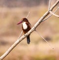 Close up of a Kingfishers or Alcedines on the dry branch