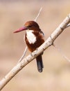 Close up of a Kingfishers or Alcedines on the dry branch