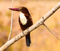 Close up of a Kingfishers or Alcedines on the dry branch