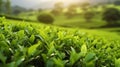 Capturing the Lushness of Tea Plantation Up Close Post-Rain Royalty Free Stock Photo