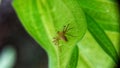 Lynx spider on leaf Royalty Free Stock Photo