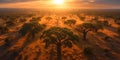 Aerial view of a beautiful sunrise over the Adansonia forest in Australia