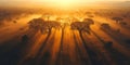 Aerial view of a beautiful sunrise over the Adansonia forest in Australia