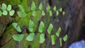 Maiden Hair Fern or Adiantum Sp. growing on the wall