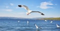 Capturing the Majestic Flight of White Seagulls Over Sea Waters Royalty Free Stock Photo