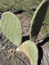 Capturing the Majesty of a Prickly Pear Cactus