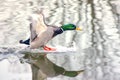 Male duck landing