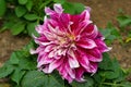 Multi coloured Explosion Dahlia, in July, 2022 Royalty Free Stock Photo