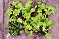 Luscious lettuce and spinach leaves, thriving in recycled mushroom packaging.