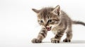 Fierce Feline Fury: The Pouncing Kitten