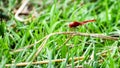 Close up of red Dragonfly in the field Royalty Free Stock Photo