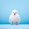 Capturing Serenity: Minimalist Photography Of Albatross In 32k Royalty Free Stock Photo