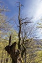 Tranquil Decay: Capturing the Serenity and Mystery of a Fallen Beech Tree in the Woods