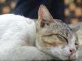 Capturing a sleeping kitty is very cute Royalty Free Stock Photo