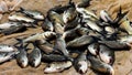 Small Catla catla fish harvested from pond for selling. Royalty Free Stock Photo