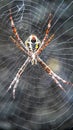 Webspider Royalty Free Stock Photo