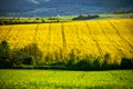 Capturing Spring's Magic: Rapeseed and Wheat Fields under Blue Skies Royalty Free Stock Photo