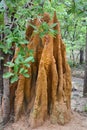 Close up of tall ant hill at jungle.