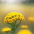 Capturing the Tranquil Elegance of Tansy Flowers