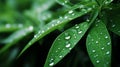 Capturing the vibrant essence of life. bamboo stems sparkling with glistening raindrops Royalty Free Stock Photo