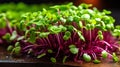 Capturing vibrant microgreens showcasing delicate nature and irresistible visual appeal
