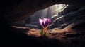 Capturing The Vibrant Sunrise Crocus Flowers In A Whistlerian Cave