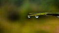 Water droplets on the tip of the bamboo leaf after rain Royalty Free Stock Photo