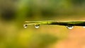 Water droplets on the tip of the bamboo leaf after rain Royalty Free Stock Photo