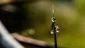 Water droplets on the tip of the bamboo leaf after rain Royalty Free Stock Photo