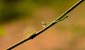 Water droplets on the tip of the bamboo leaf after rain Royalty Free Stock Photo