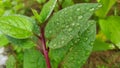 Close up of a water droplets on the Malabar spinach or Basella alba leaf after rainfall. Royalty Free Stock Photo