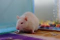 Close up of white rat or white albino on the table. Royalty Free Stock Photo