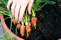 Picking baby carrots, for Christmas day dinner, in 2020. Royalty Free Stock Photo