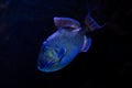 Swimming Grace: Yellowspot Triggerfish (Pseudobalistes fuscus) in its Marine Domain Royalty Free Stock Photo