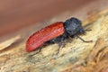 Capuchin beetle (latin name: Bostrichus capucinus - Bostrychidae) - insect sitting on oak wood.