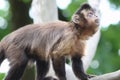 Capuchin Monkey Royalty Free Stock Photo