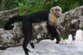 Capuchin monkey Royalty Free Stock Photo