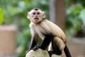 Curious Capuchin: Playful Monkey in Natural Habitat