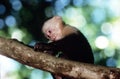 Capuchin monkey Royalty Free Stock Photo