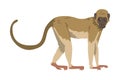 Capuchin Monkey as Omnivorous Ape with Light Brown Back and Creamy Underside Vector Illustration