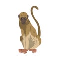 Capuchin Monkey as Omnivorous Ape with Light Brown Back and Creamy Underside Vector Illustration Royalty Free Stock Photo