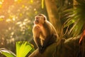 Capuchin monkey in a beautiful sunlit forest with golden light rays