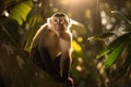 Capuchin monkey in a beautiful sunlit forest with golden light rays
