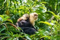 capuchin monkey (Cebus capucinus) with baby, taken in Costa Rica