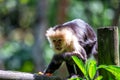Capuchin Monkey (Cebus capucinus)